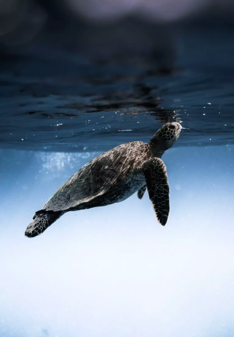 tortuga marina, respeto del medio marino. Respetar el medio ambiente. Colabora o unete a la causa